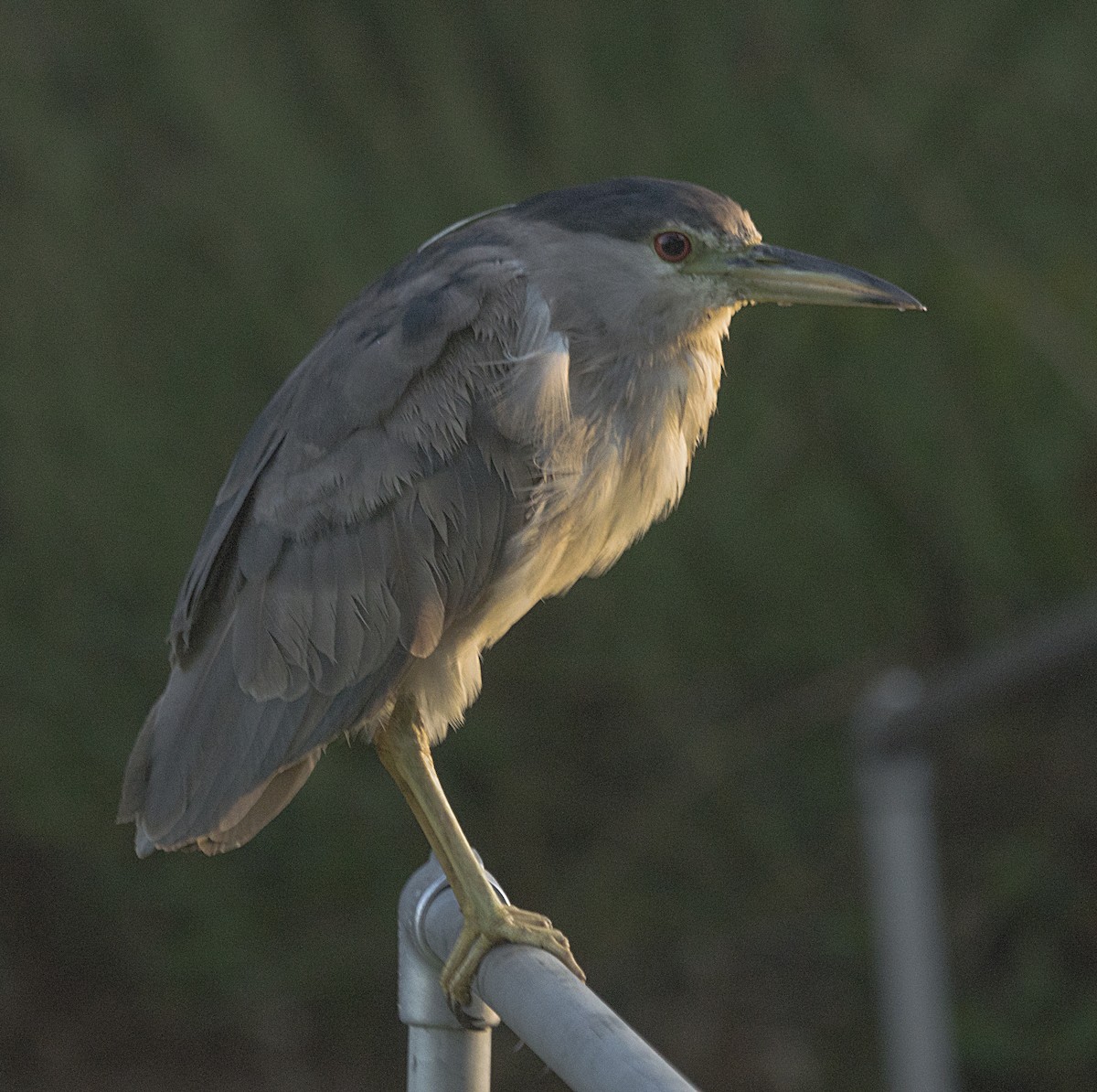 Black-crowned Night Heron - Terry  Hurst