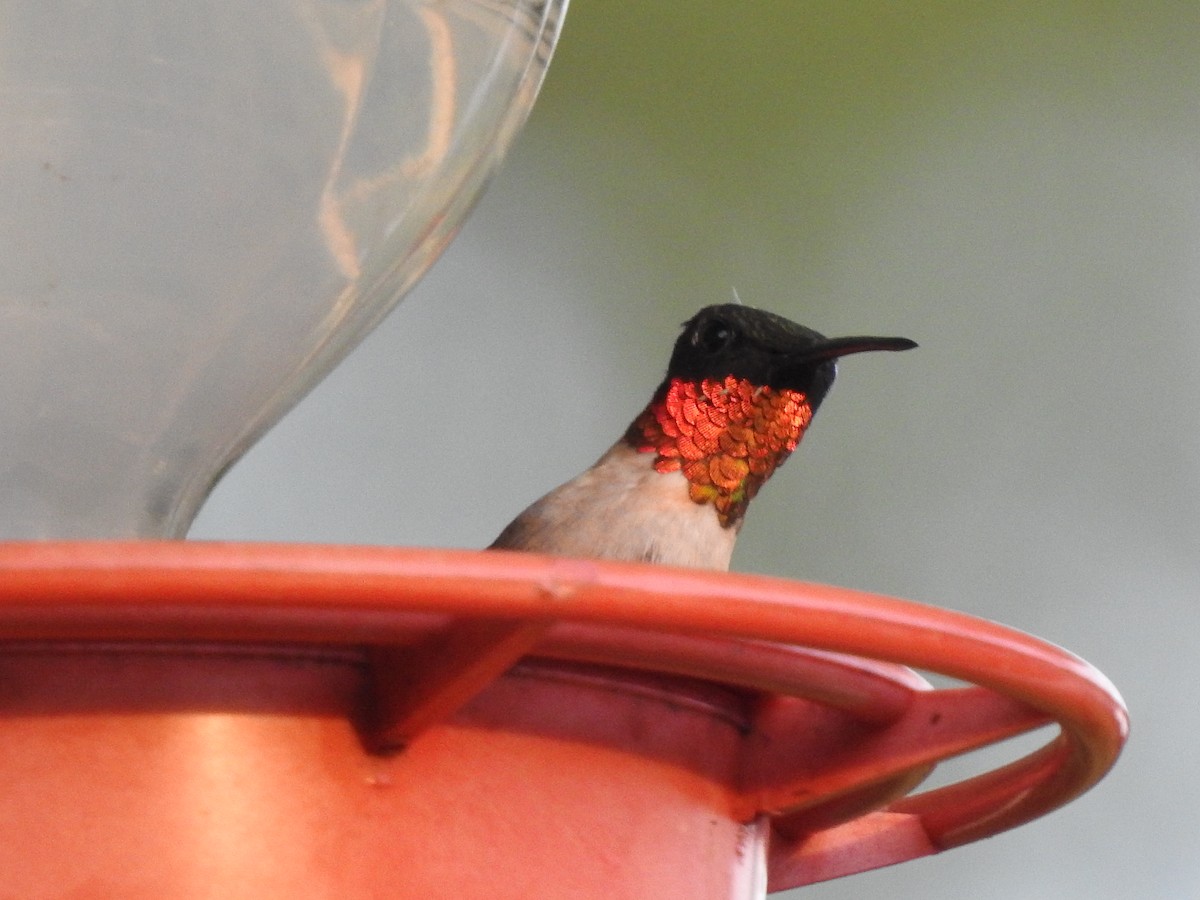 Ruby-throated Hummingbird - ML175246091