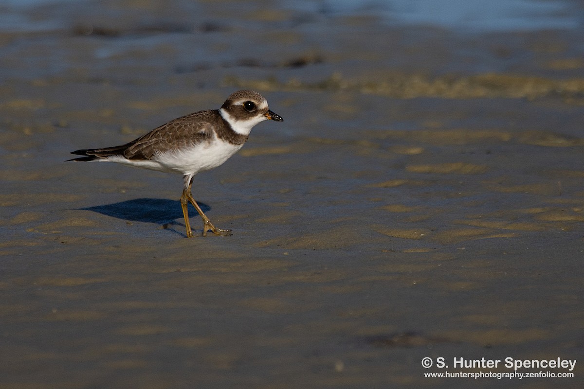 Semipalmated Plover - S. Hunter Spenceley