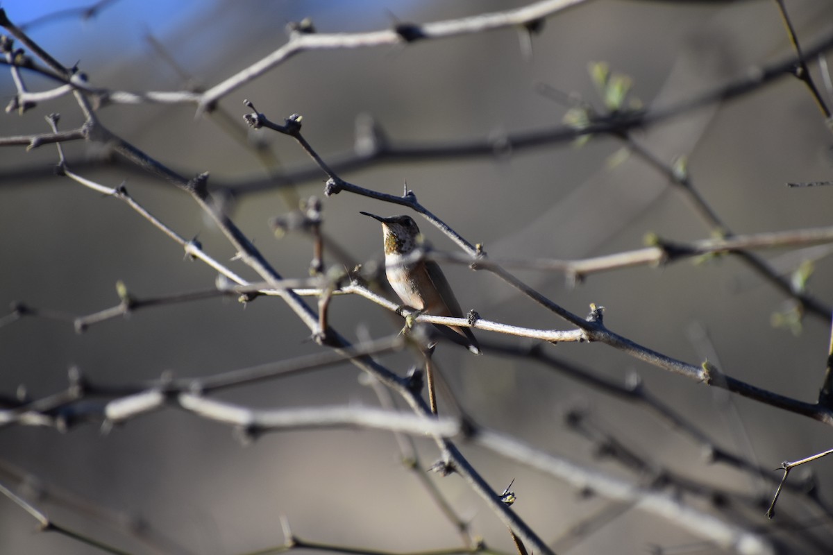 Rufous Hummingbird - Sydney Gerig