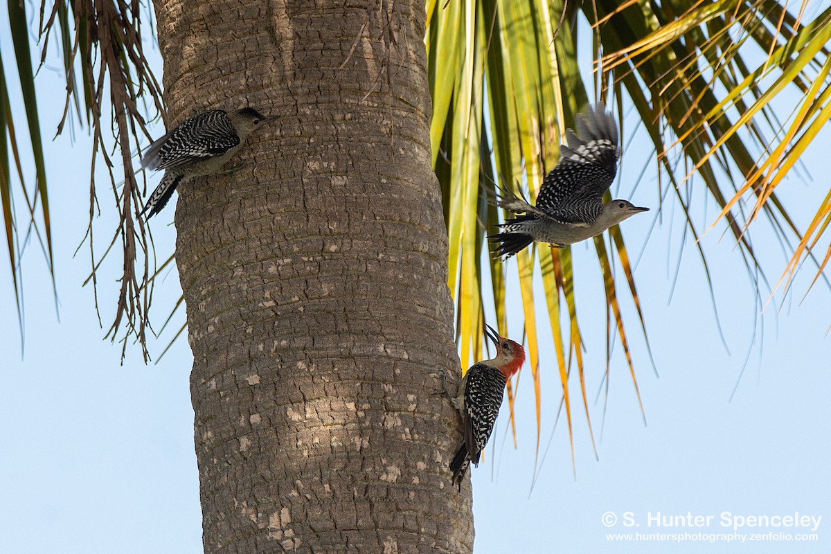 Red-bellied Woodpecker - S. Hunter Spenceley