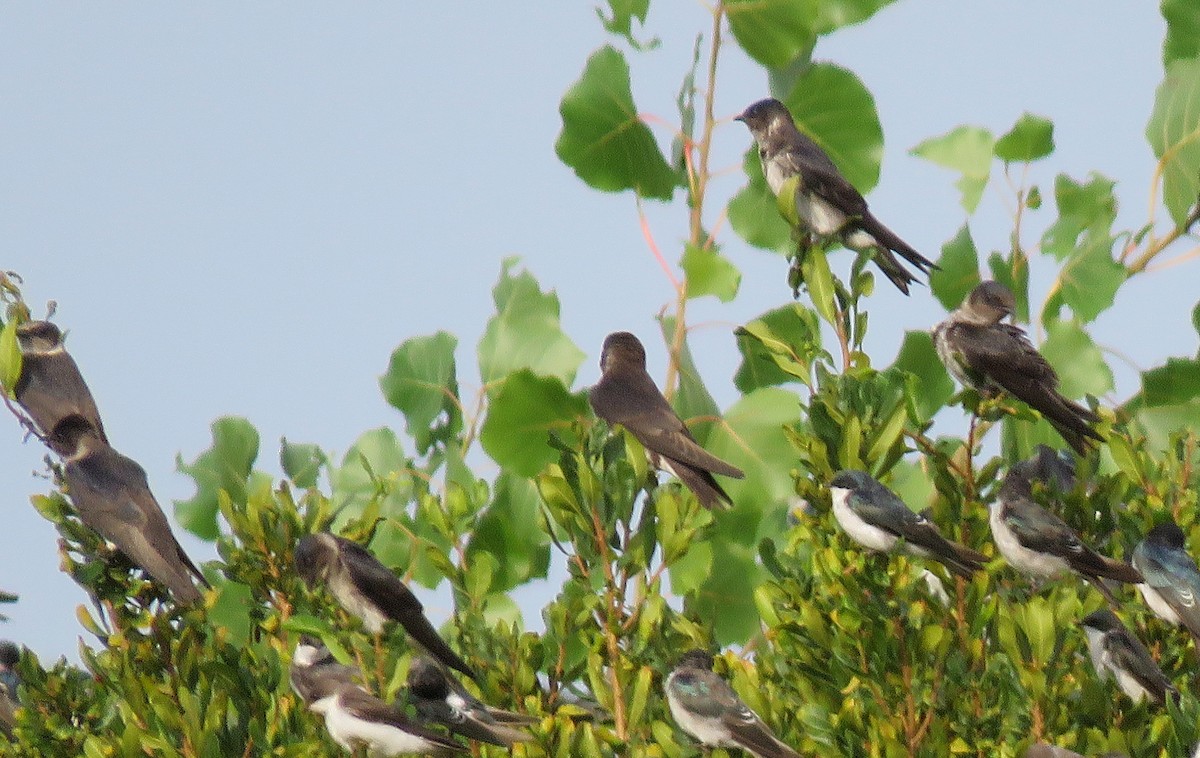 Purple Martin - ML175250601