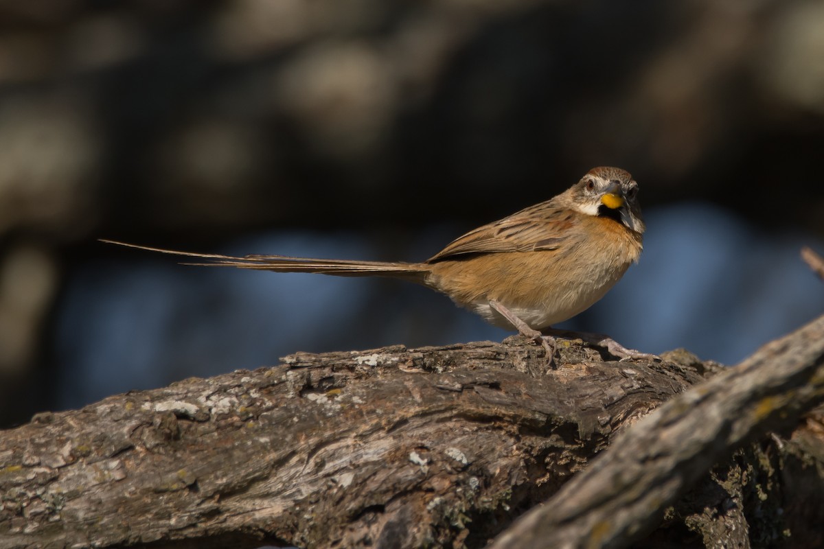 Chotoy Spinetail - ML175254661