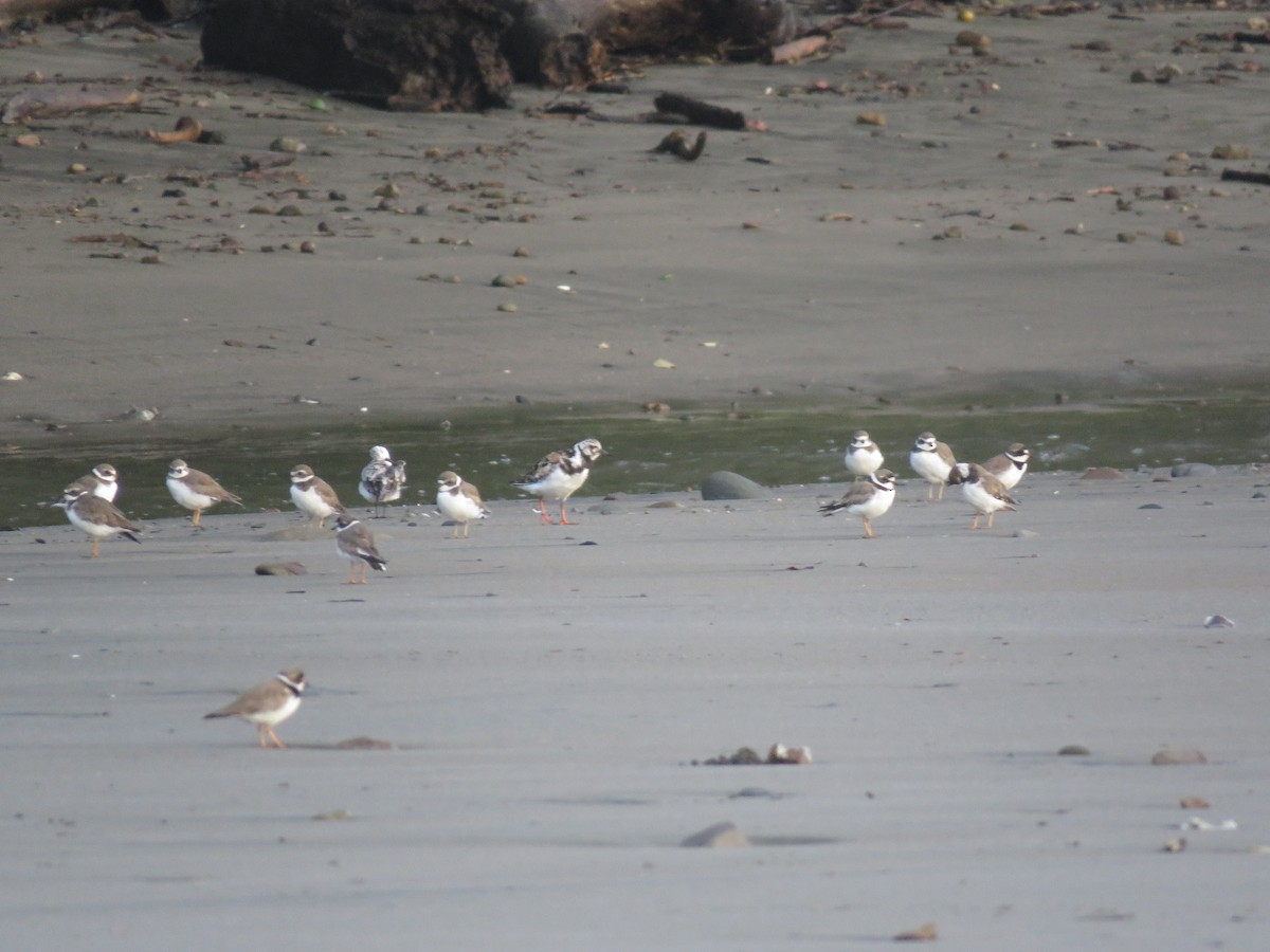 Semipalmated Plover - ML175261421