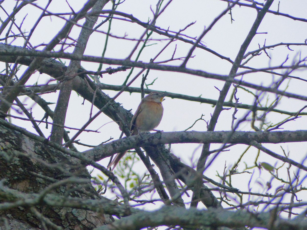 Chotoy Spinetail - ML175261521