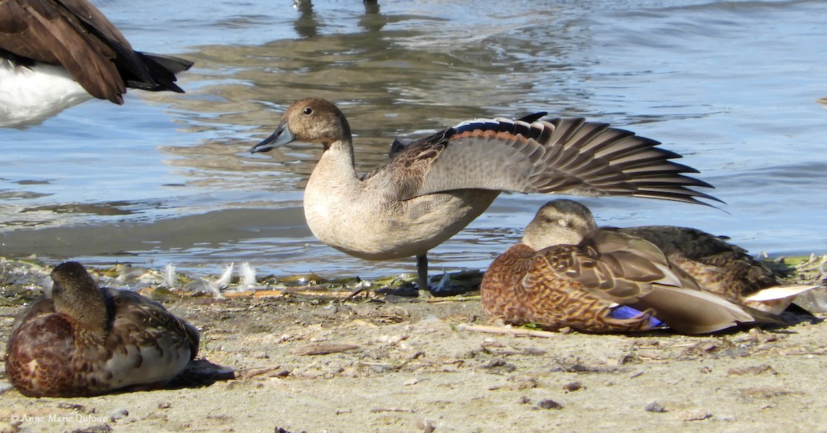 Northern Pintail - Anne-Marie Dufour