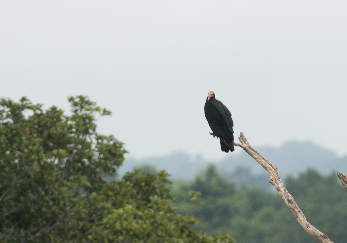 Greater Yellow-headed Vulture - Giselle Mangini