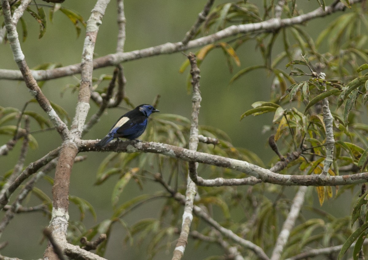 Opal-rumped Tanager - ML175265201