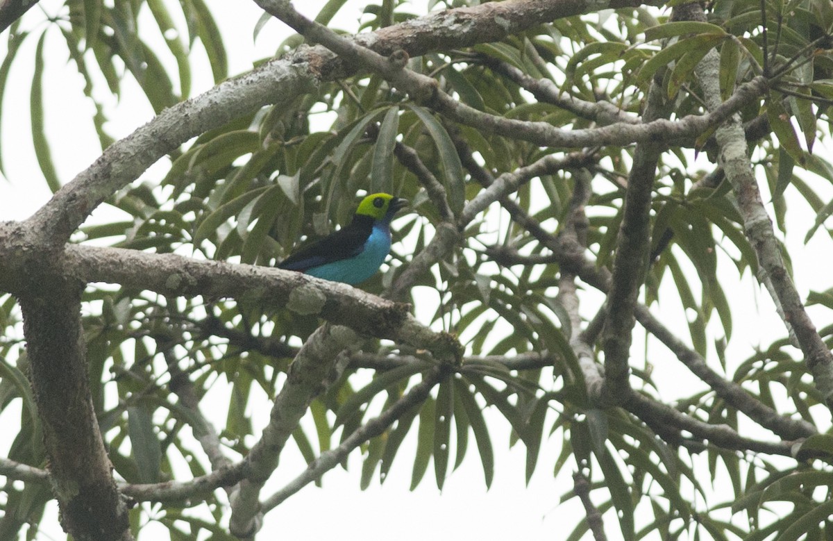 Paradise Tanager - ML175265581