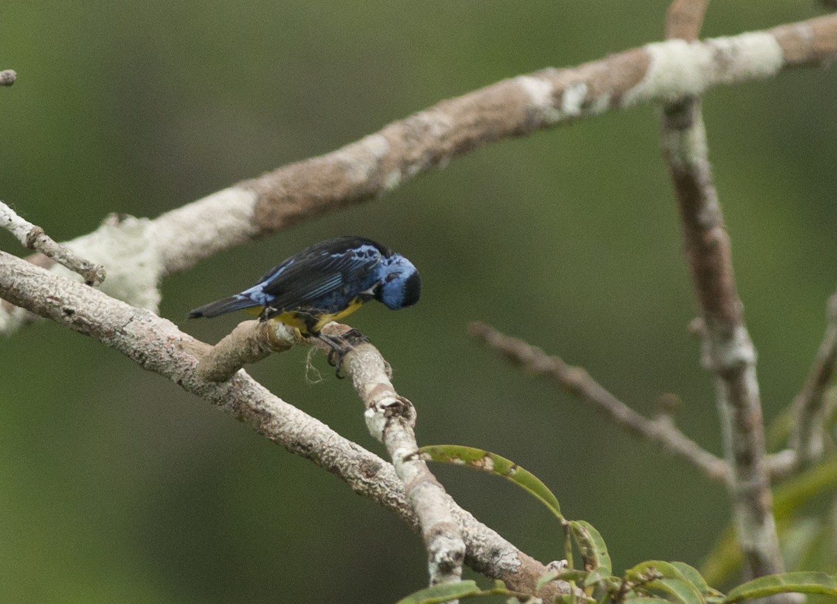 Turquoise Tanager - ML175265611
