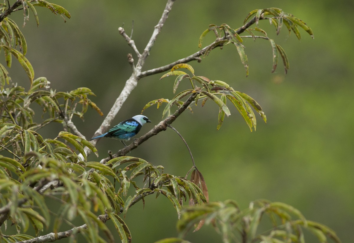 Masked Tanager - ML175265651