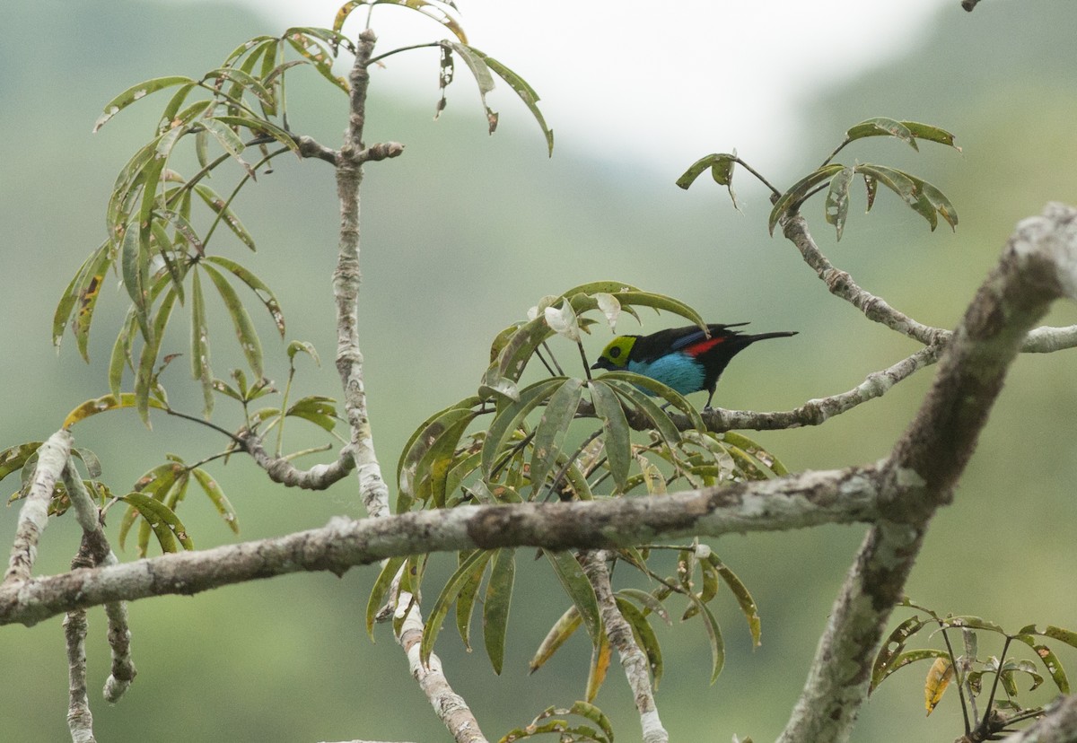 Paradise Tanager - ML175265661
