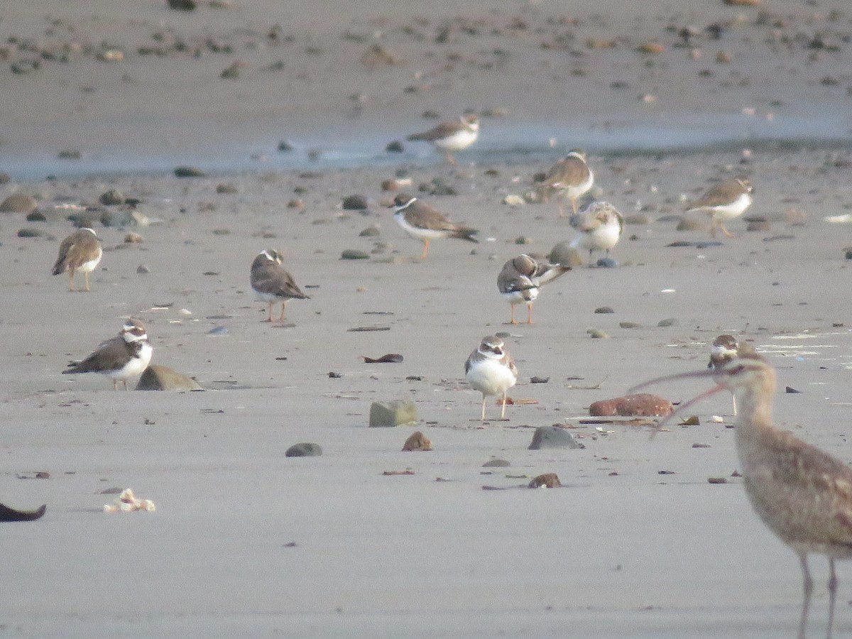 Semipalmated Plover - ML175265911