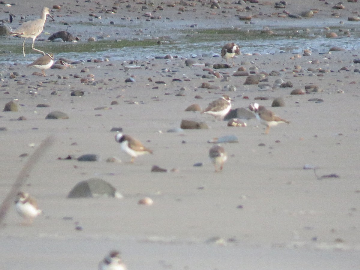 Semipalmated Plover - ML175265921