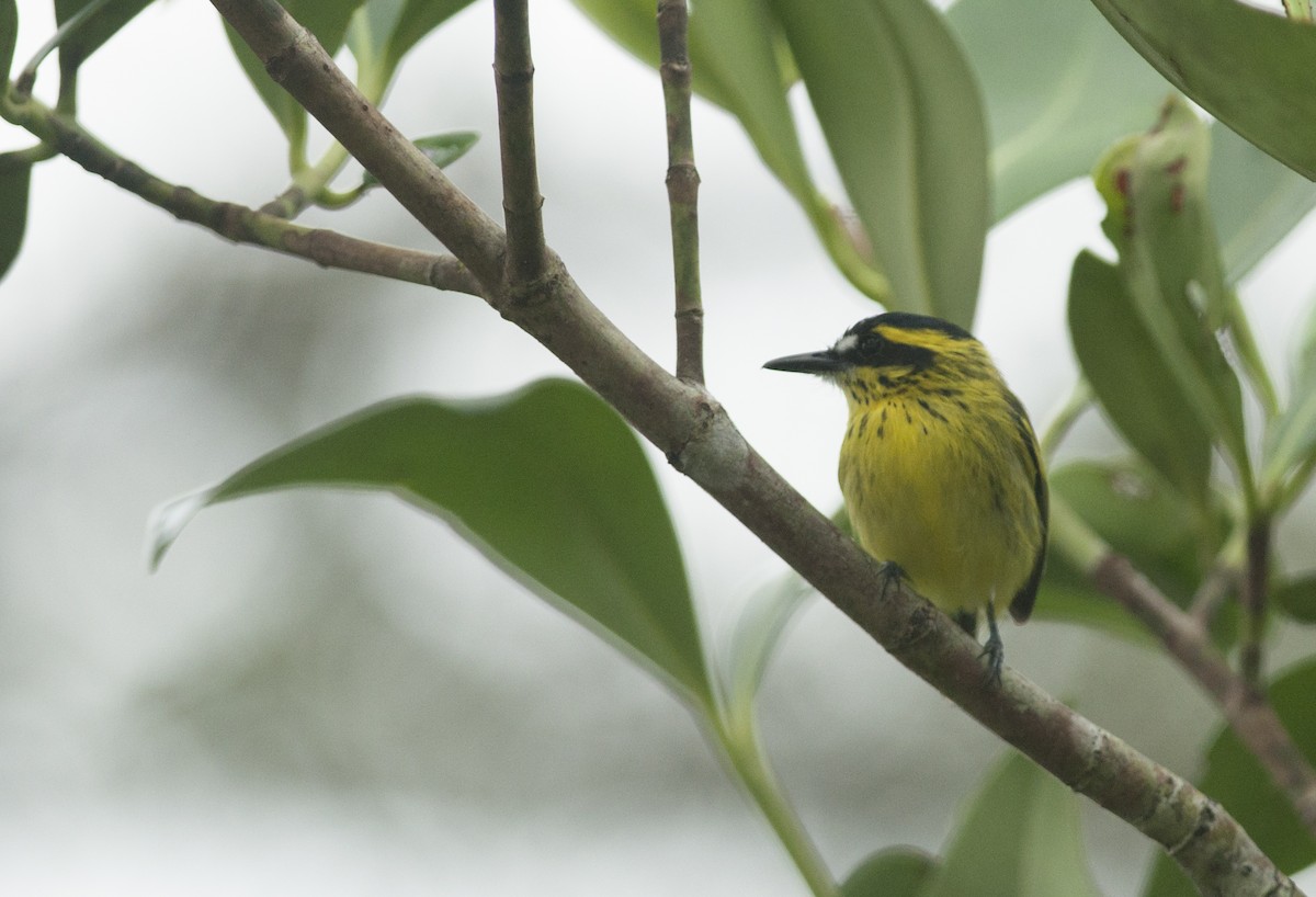 Yellow-browed Tody-Flycatcher - Giselle Mangini