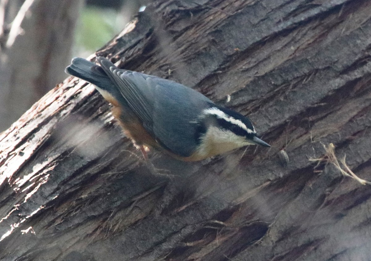 Red-breasted Nuthatch - Jason Fidorra