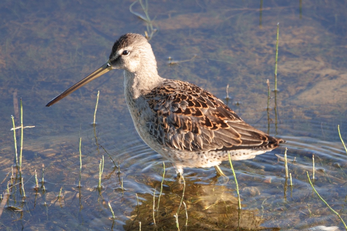Long-billed Dowitcher - Merle Nisly