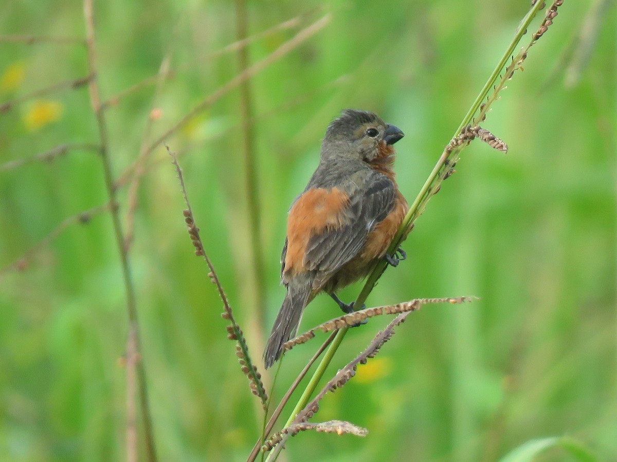 Ruddy-breasted Seedeater - ML175268371