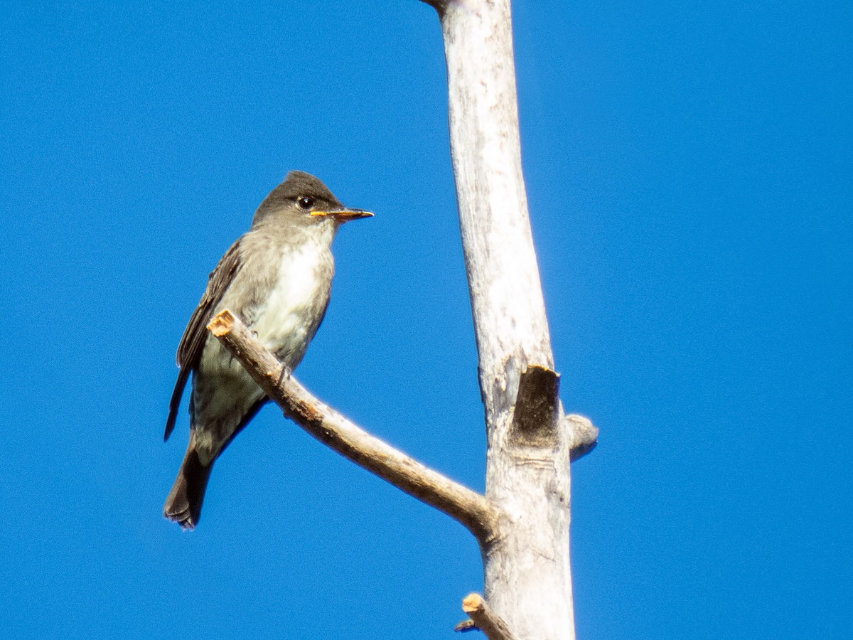 Olive-sided Flycatcher - Danielle  A