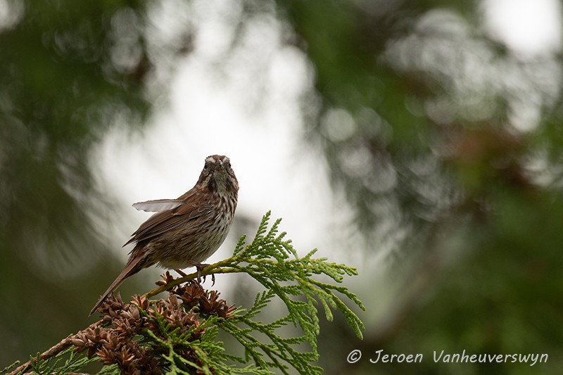 Song Sparrow - Jeroen Vanheuverswyn
