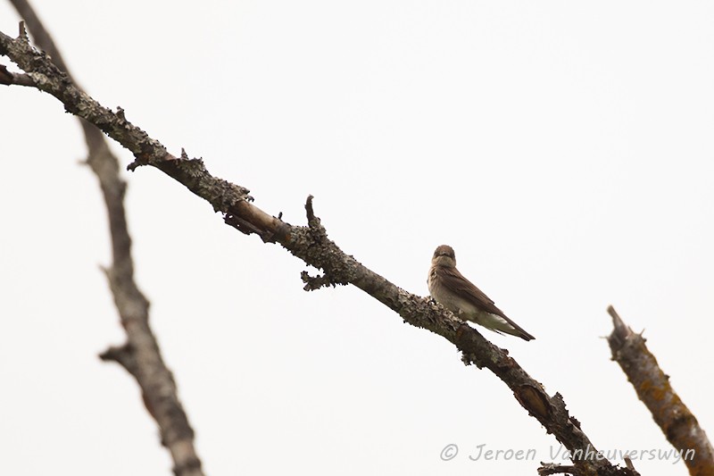 Northern Rough-winged Swallow - ML175275431