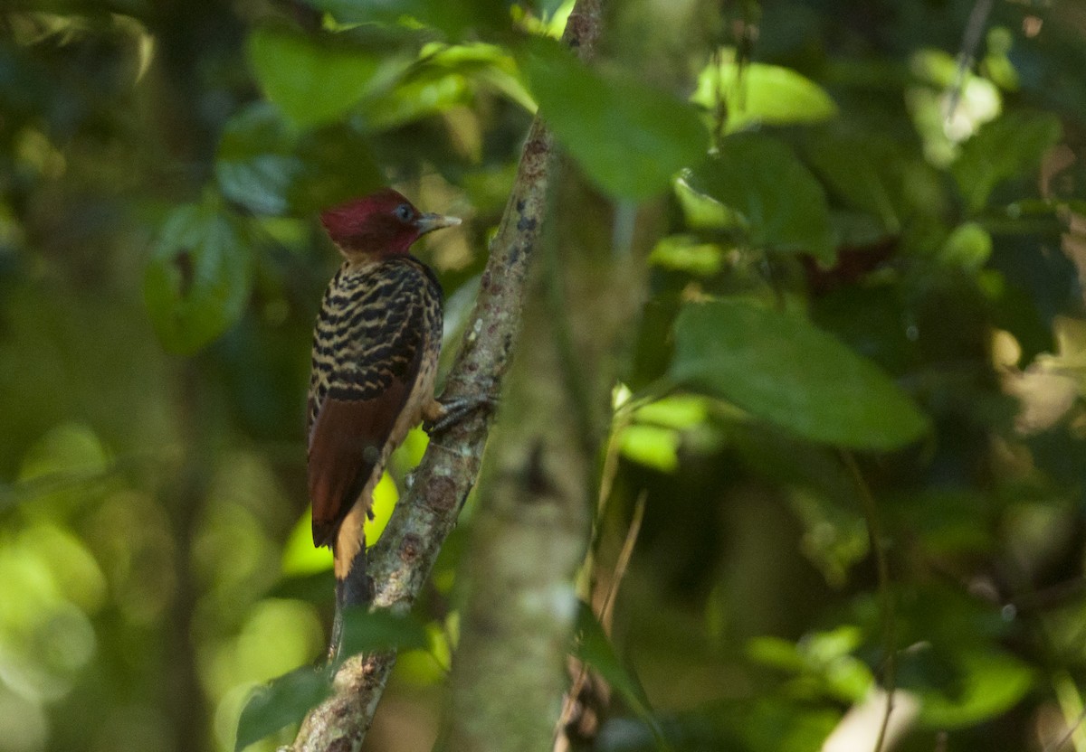 Rufous-headed Woodpecker - ML175276701