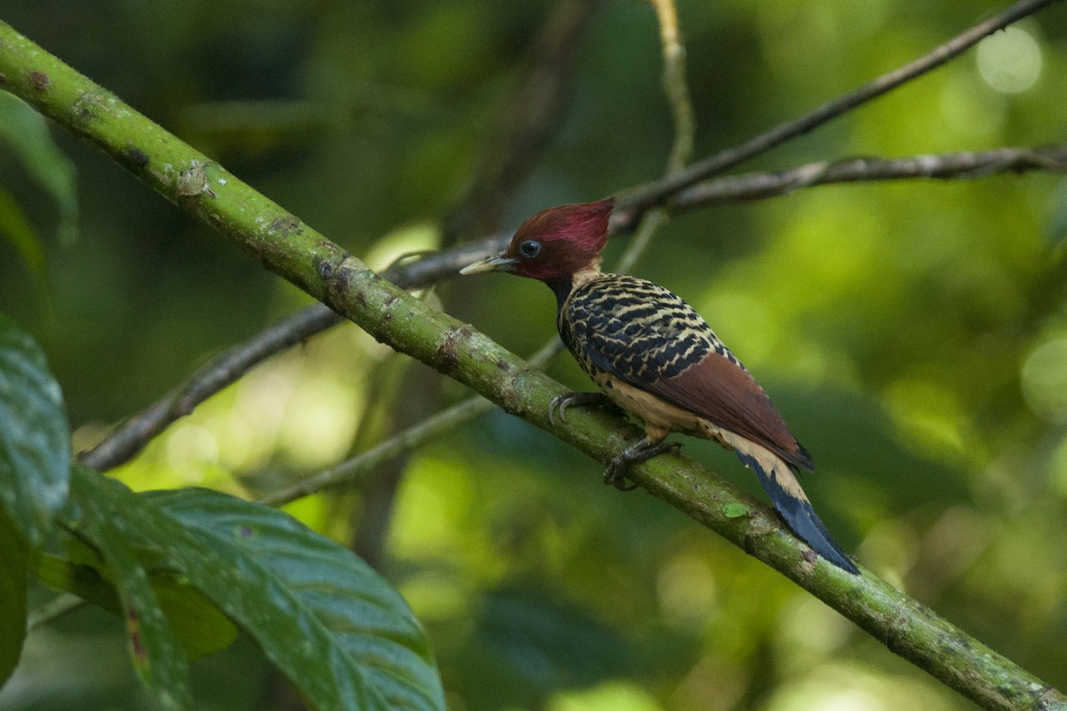 Rufous-headed Woodpecker - ML175276731