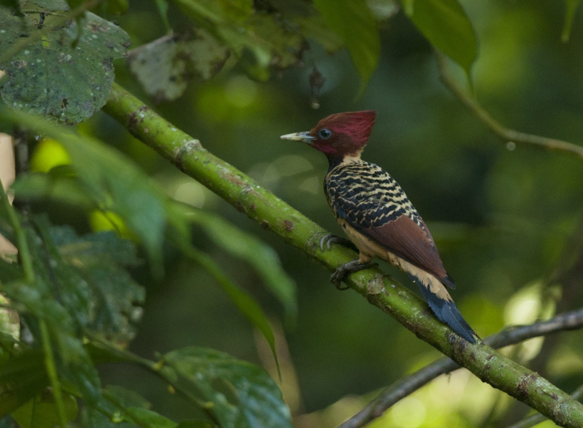 Rufous-headed Woodpecker - ML175276811