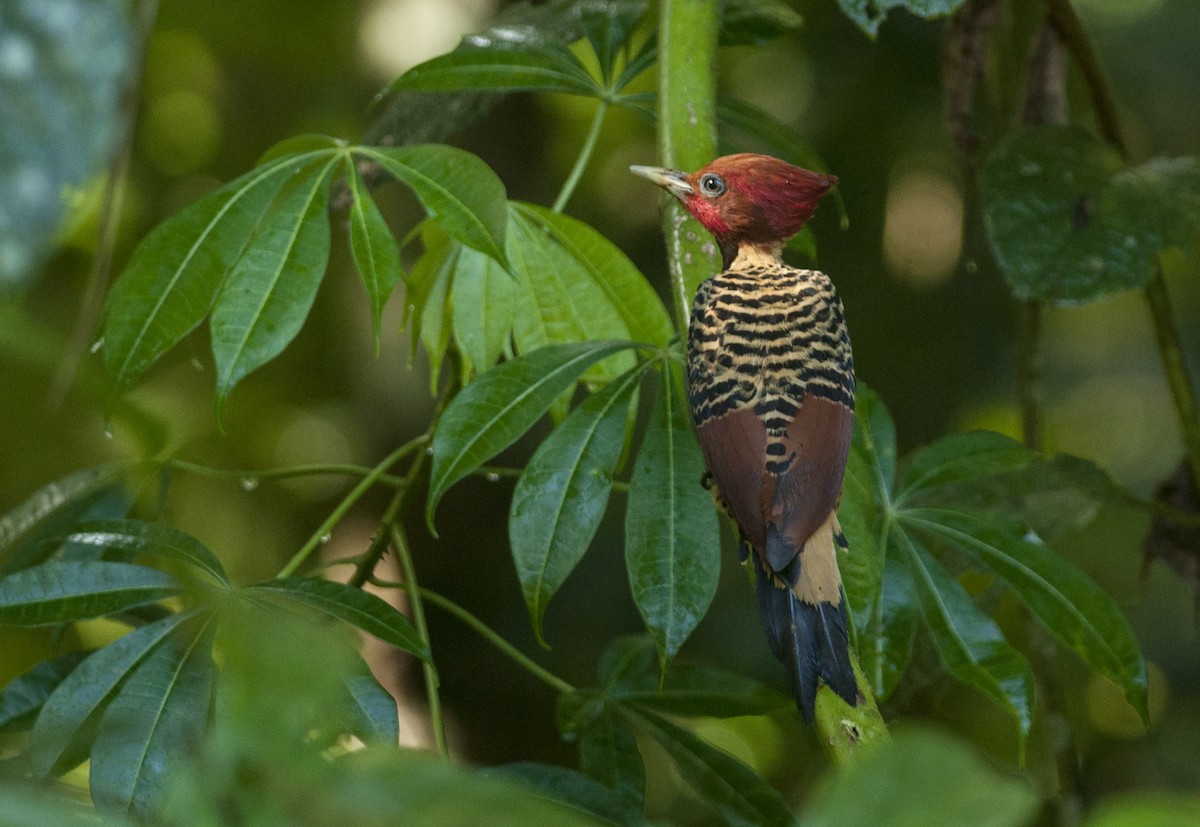 Rufous-headed Woodpecker - Giselle Mangini