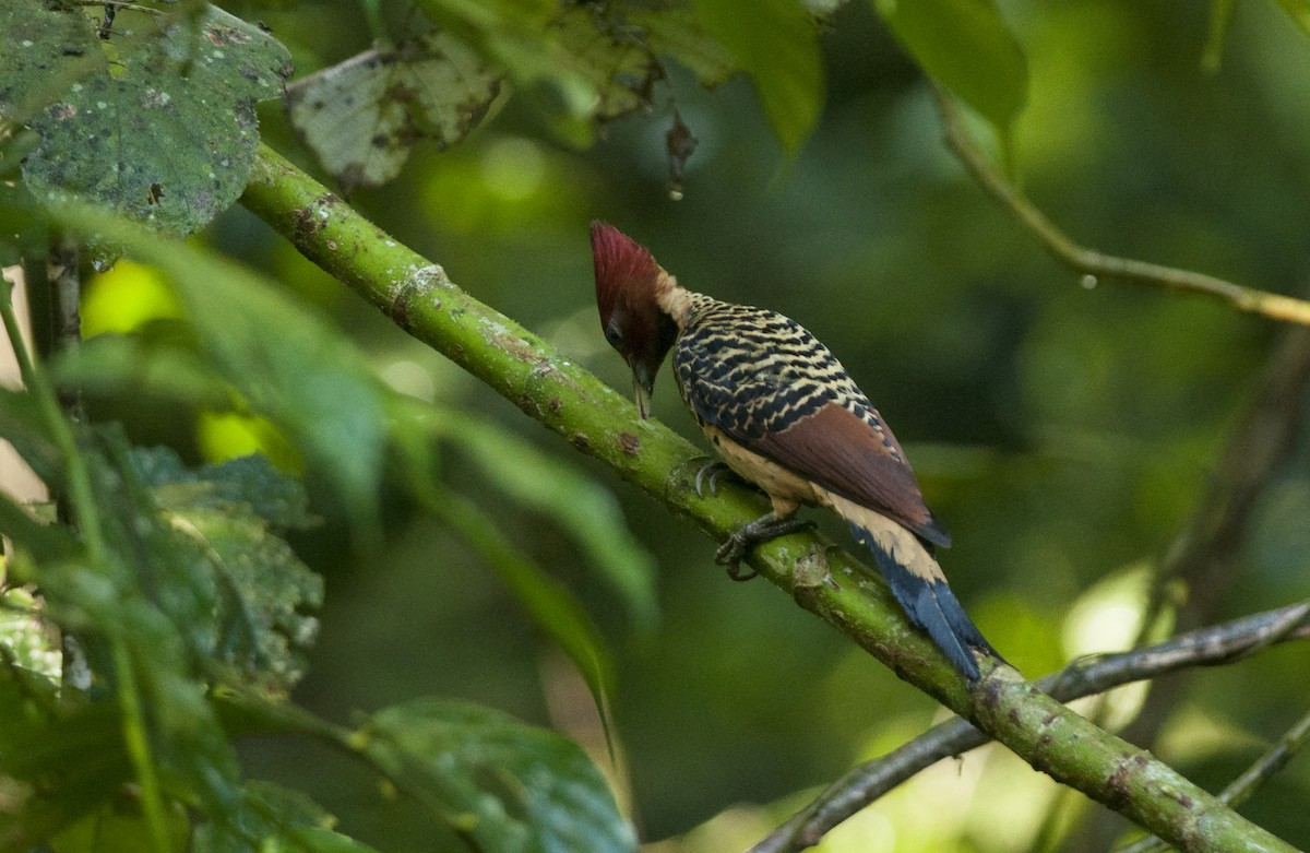 Rufous-headed Woodpecker - ML175276851