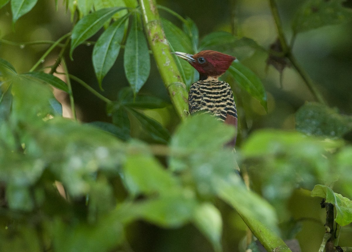 Rufous-headed Woodpecker - ML175276881