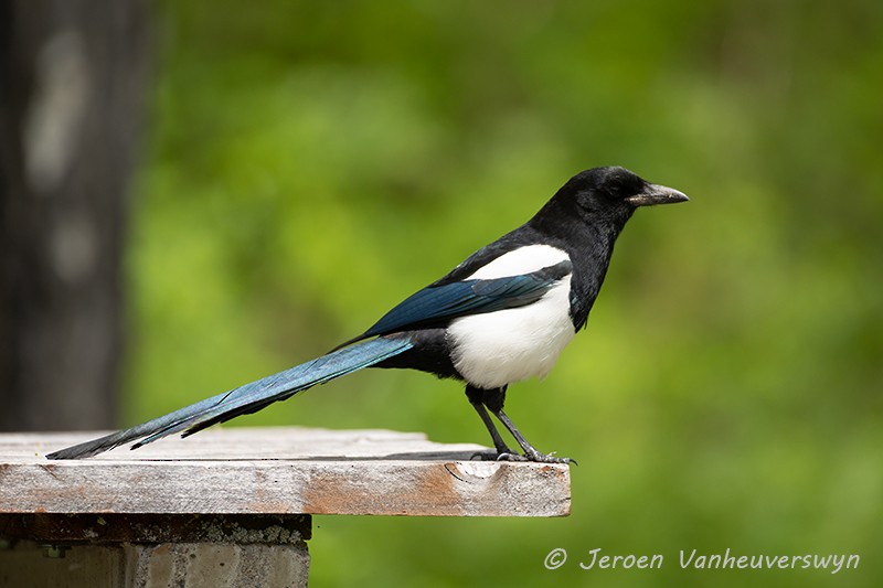 Black-billed Magpie - Jeroen Vanheuverswyn