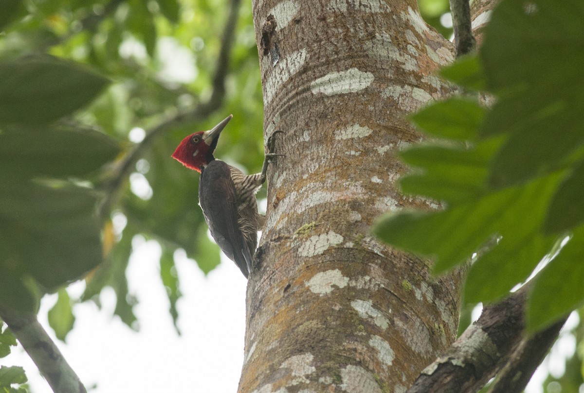 Crimson-crested Woodpecker - ML175281561