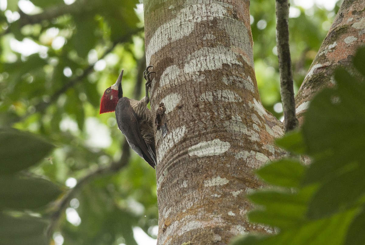 Crimson-crested Woodpecker - ML175281571