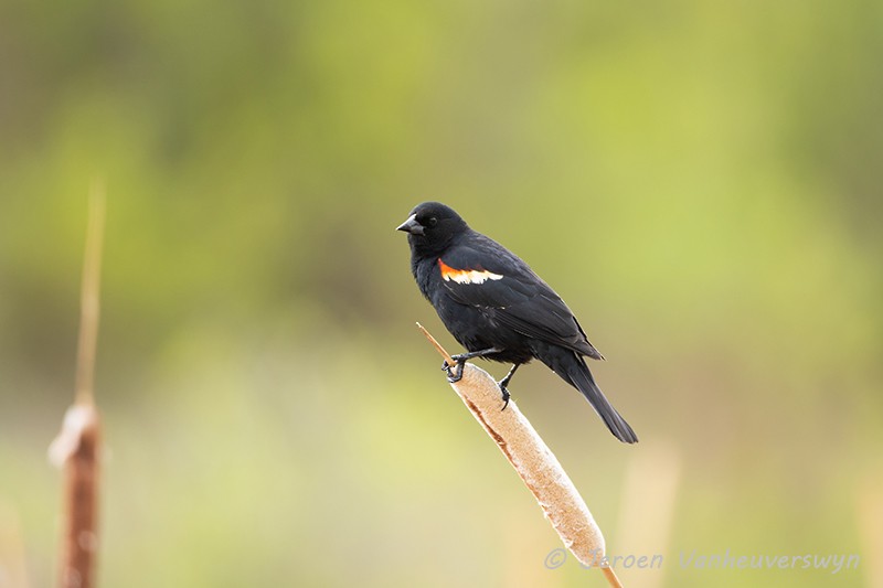 Red-winged Blackbird (Red-winged) - Jeroen Vanheuverswyn