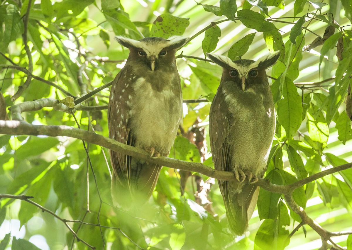 Crested Owl - ML175281761