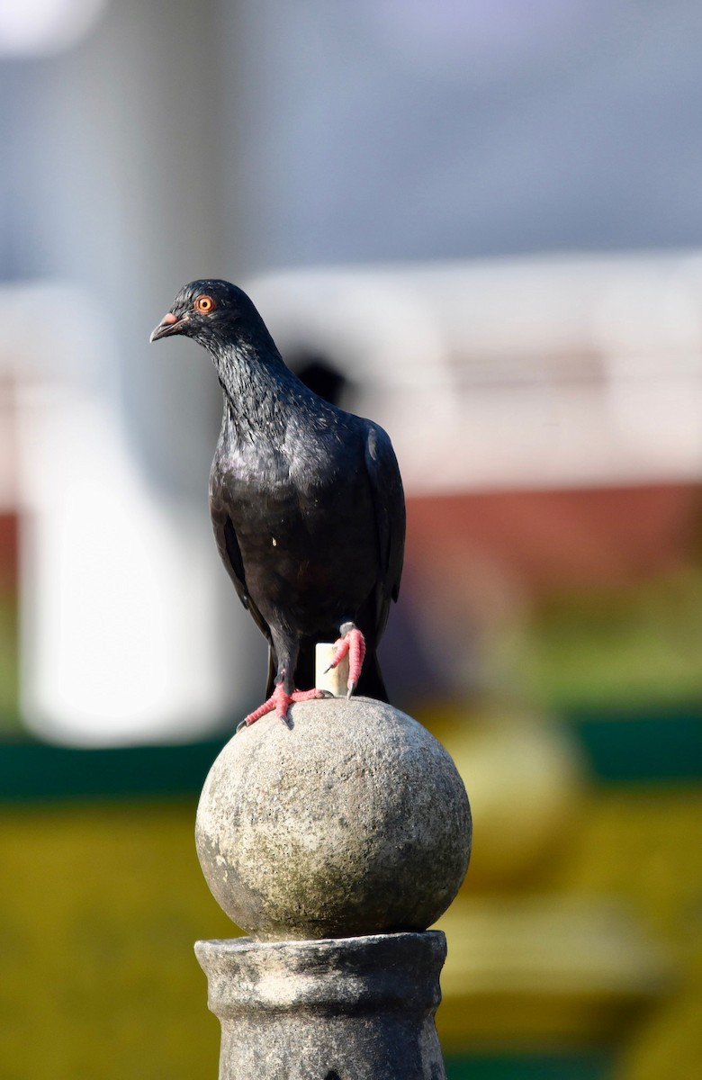 Rock Pigeon (Feral Pigeon) - A S