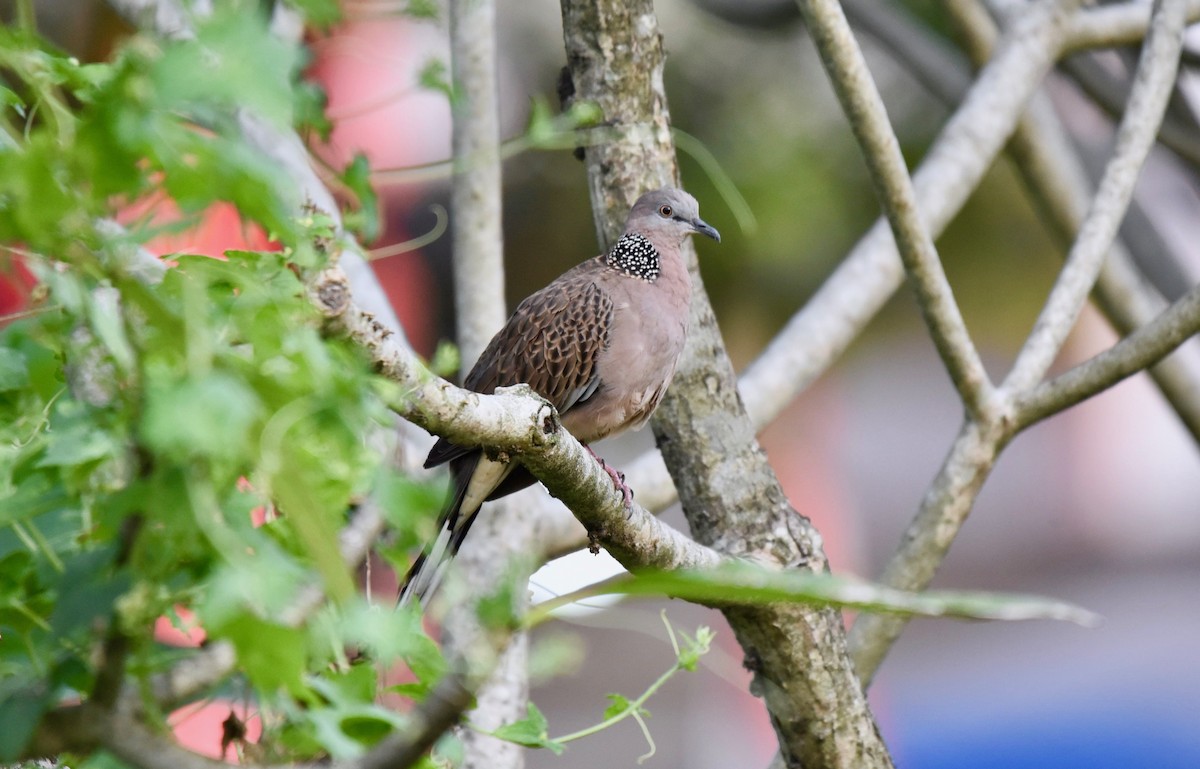 Spotted Dove - A S