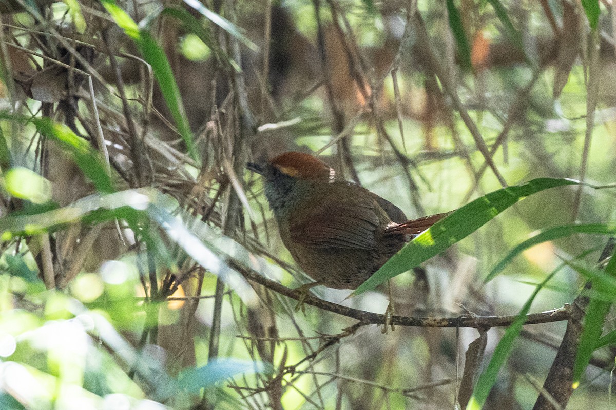 Rufous-capped Spinetail - Michael Henry