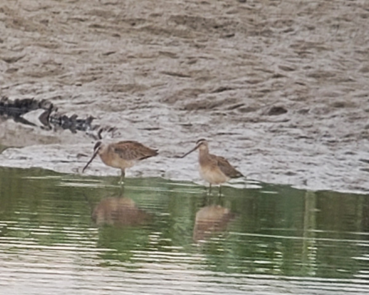 Long-billed Dowitcher - Dixie Sommers