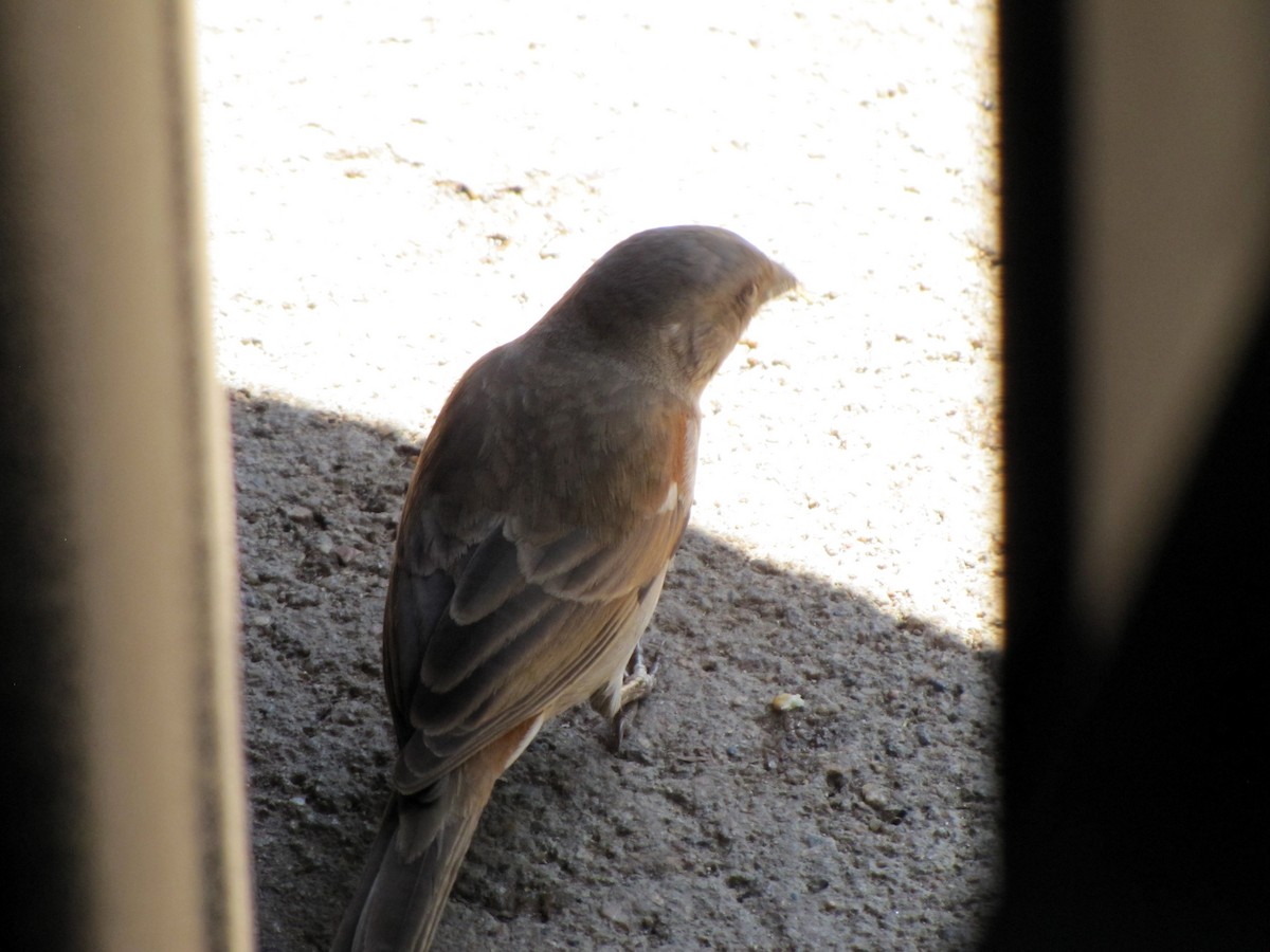 Southern Gray-headed Sparrow - Bruce Deuel
