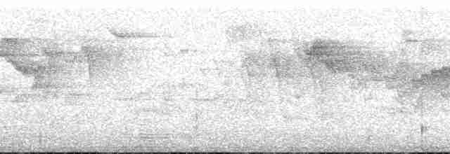 Gray-cheeked Warbler - ML175296