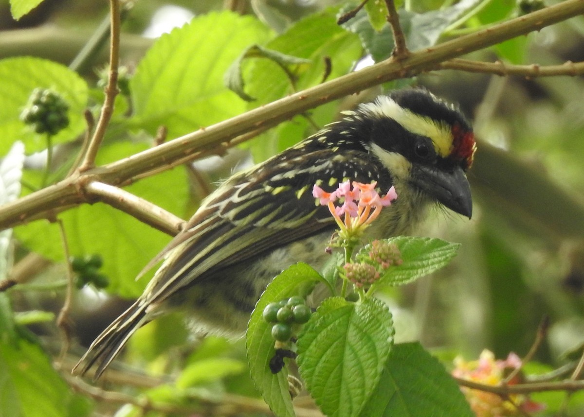 Red-fronted Barbet - ML175301311