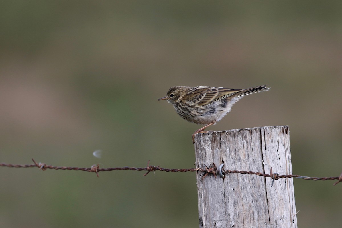 Meadow Pipit - ML175303741