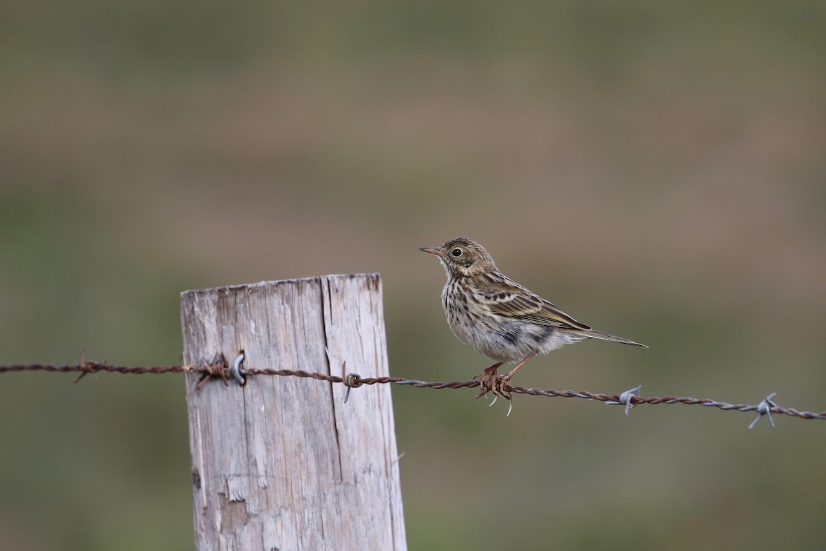 Meadow Pipit - ML175304251