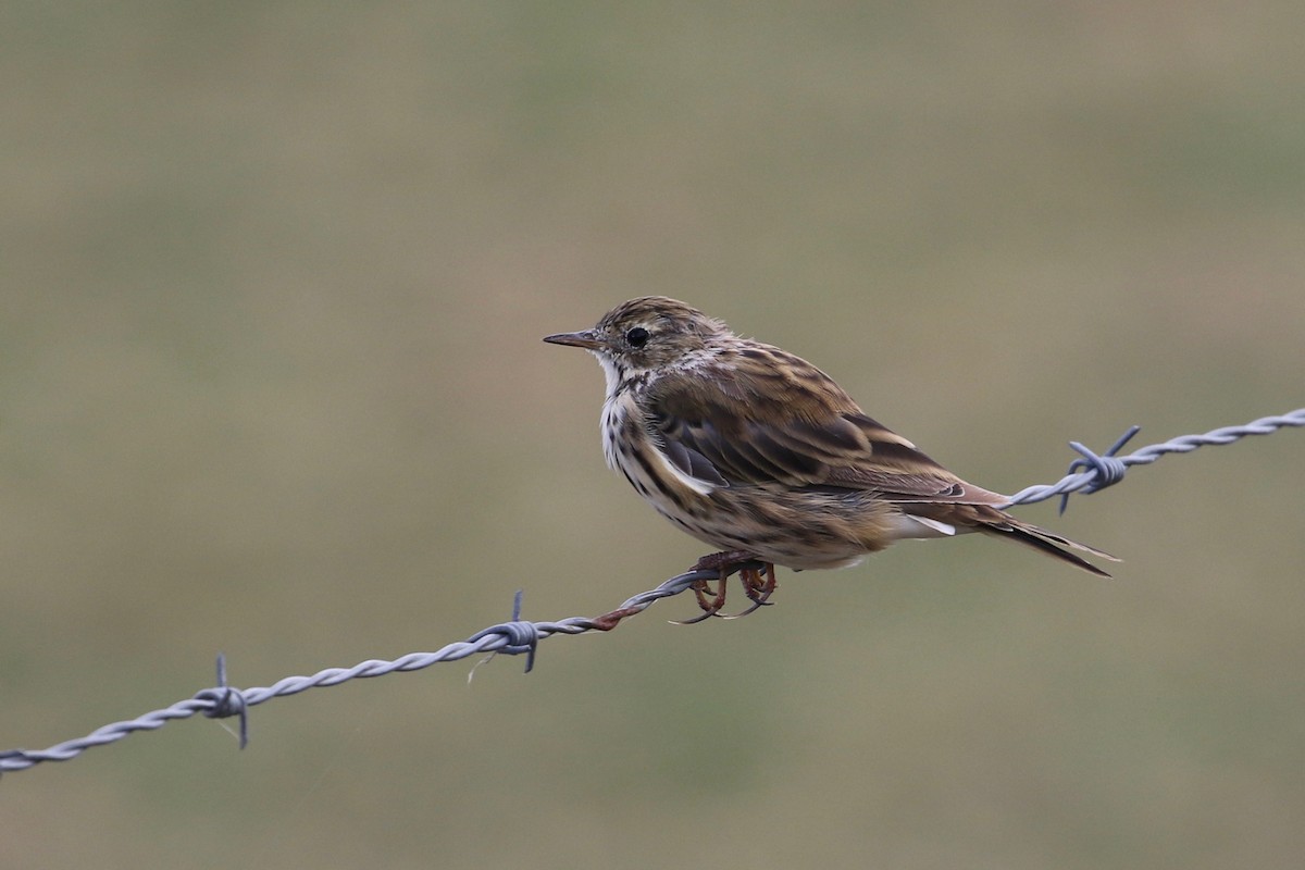 Meadow Pipit - ML175305351