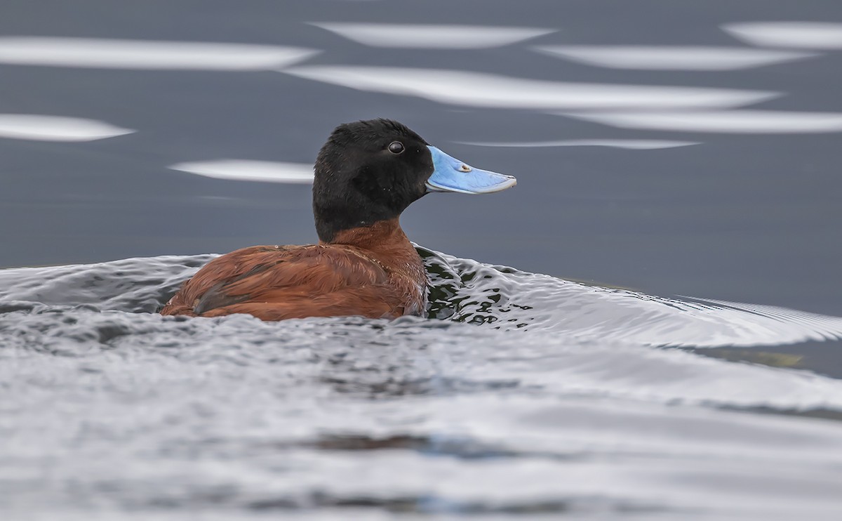 Andean Duck - ML175306121