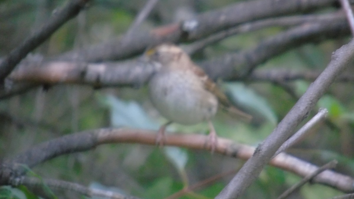 White-throated Sparrow - ML175308541