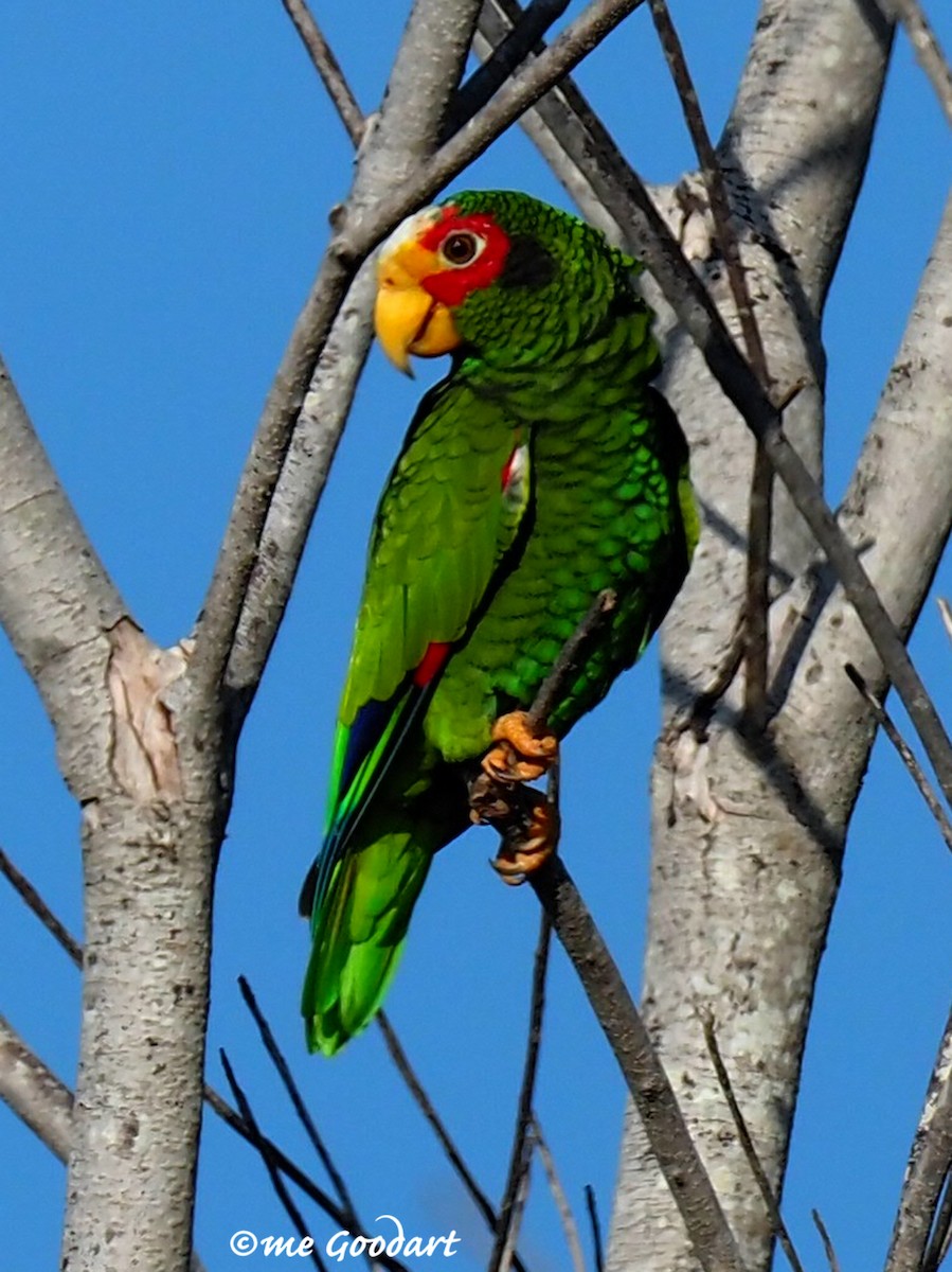 Yellow-lored Parrot - ML175309001