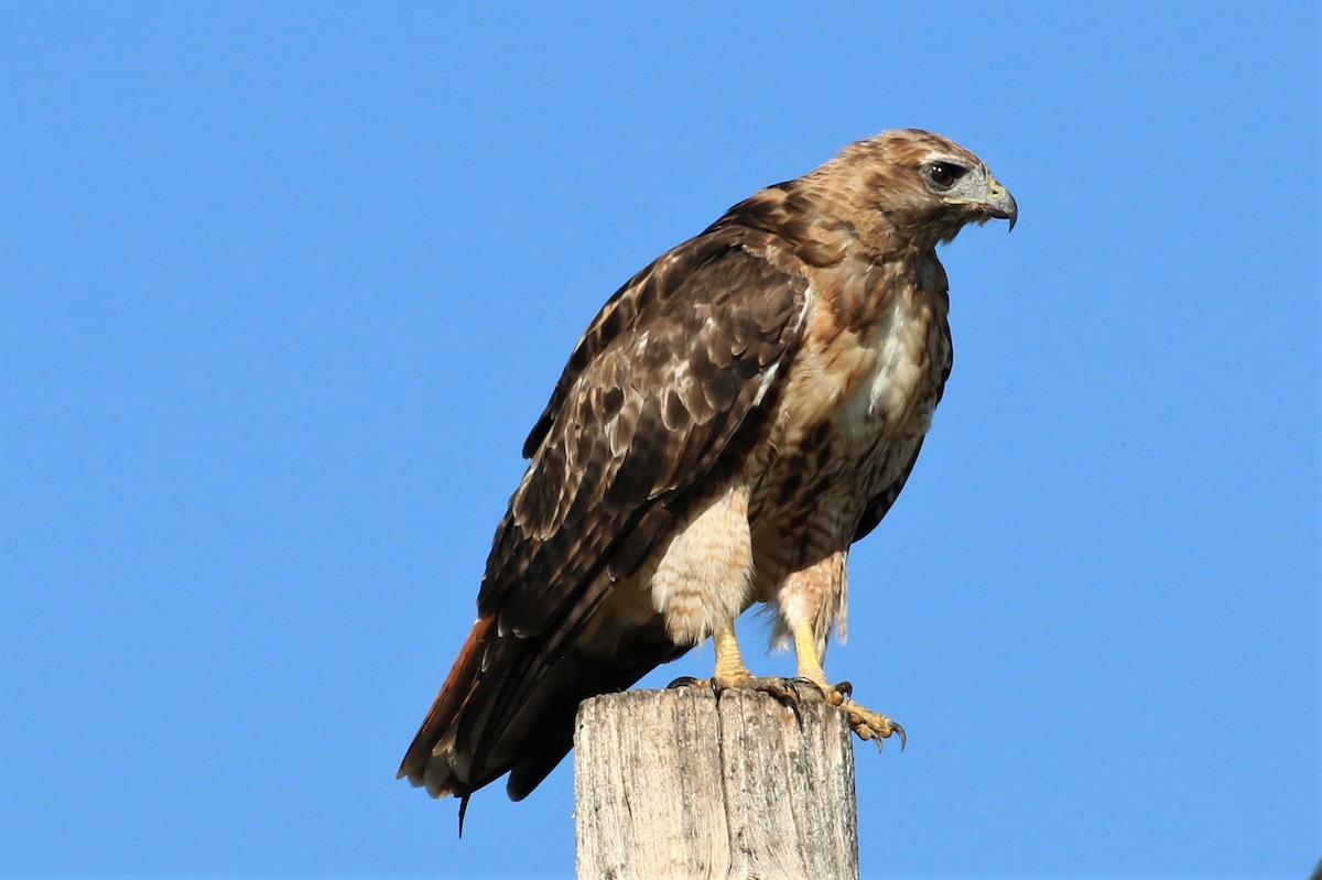 Red-tailed Hawk - ML175309131